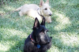 White and Black Scottish Terriers