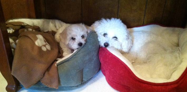 Bichon Frise for Sale in Texas