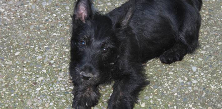 Scottish Terriers for Sale in Texas