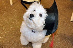 White Scottish Terrier