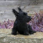 McCoy, Scottish Terrier puppy