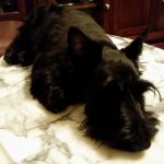 McPhee, Scottish Terrier puppy