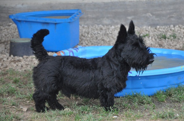 Darth Darth, Scottish Terrier