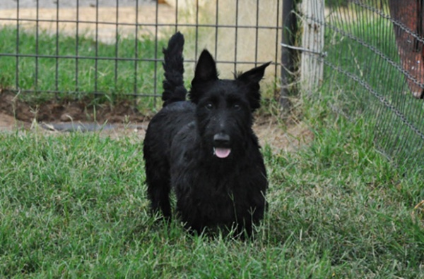 lacie