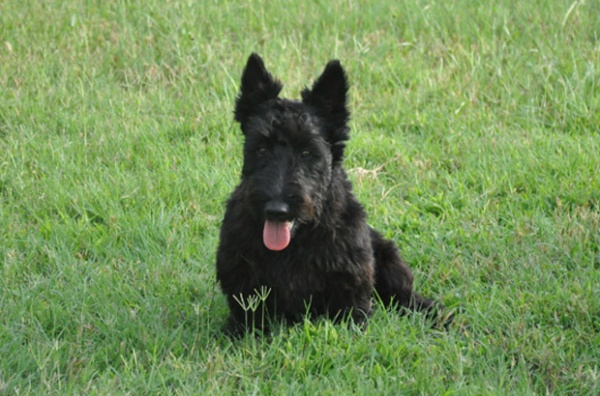 lacie