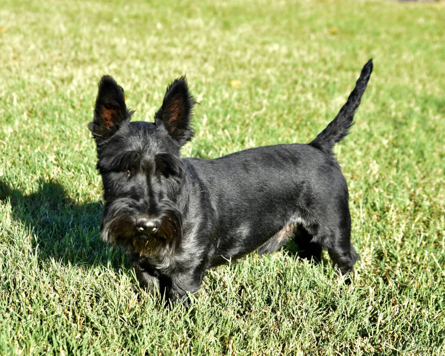 AKC Male Scottish Terrier Puppies in Texas by Brister Family Terriers