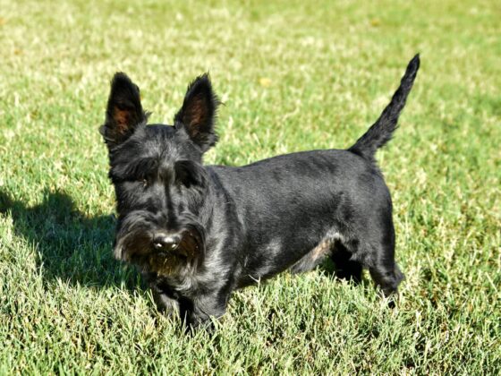A black Scottish Terrier stands on green grass outdoors in bright sunlight.