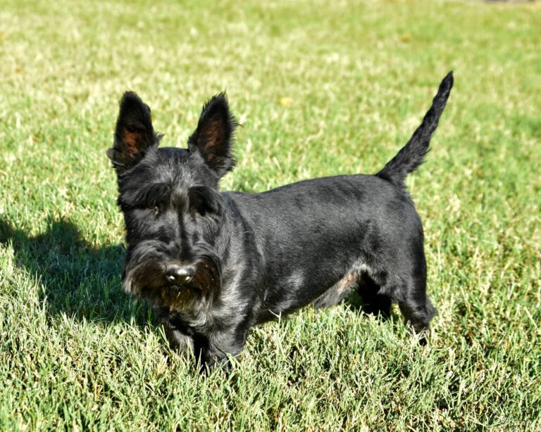 A black Scottish Terrier stands on green grass outdoors in bright sunlight.
