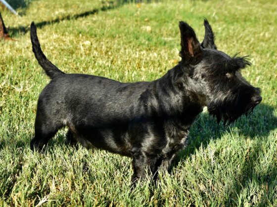 A black Scottish Terrier standing alert in green grass on a sunny day.