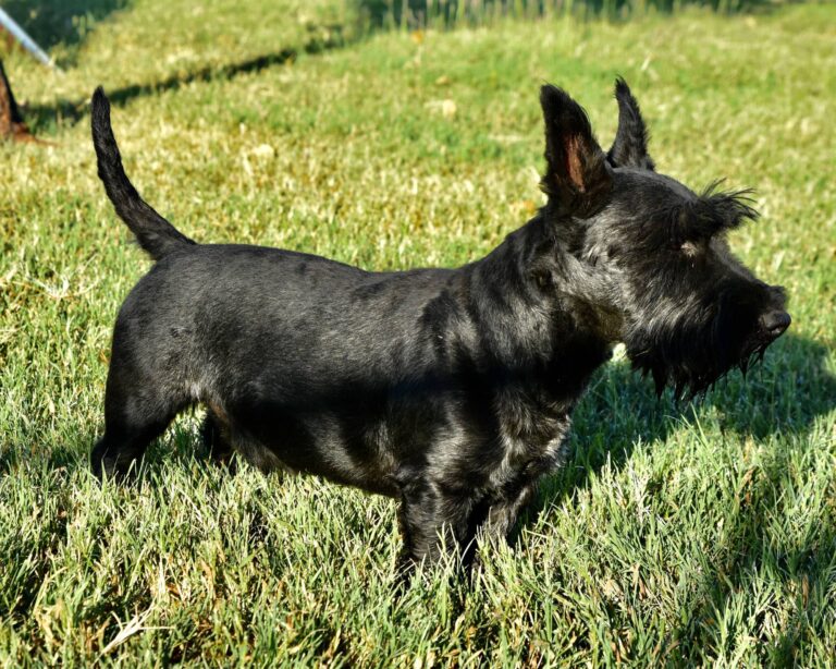 A black Scottish Terrier standing alert in green grass on a sunny day.