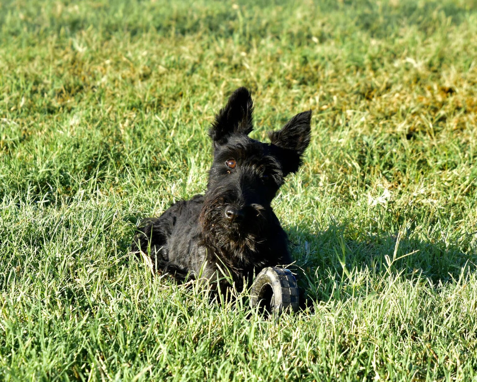 AKC Scottish Terrier Puppies For Sale & Breeders in Texas by Brister