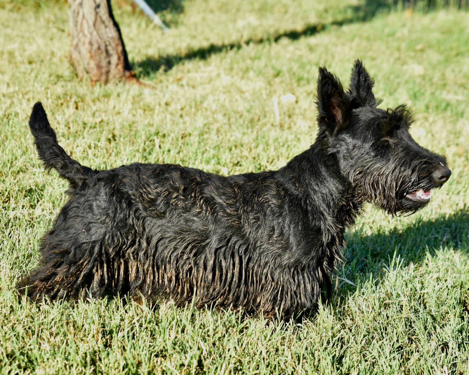 AKC Scottish Terrier Puppies For Sale & Breeders in Texas by Brister ...