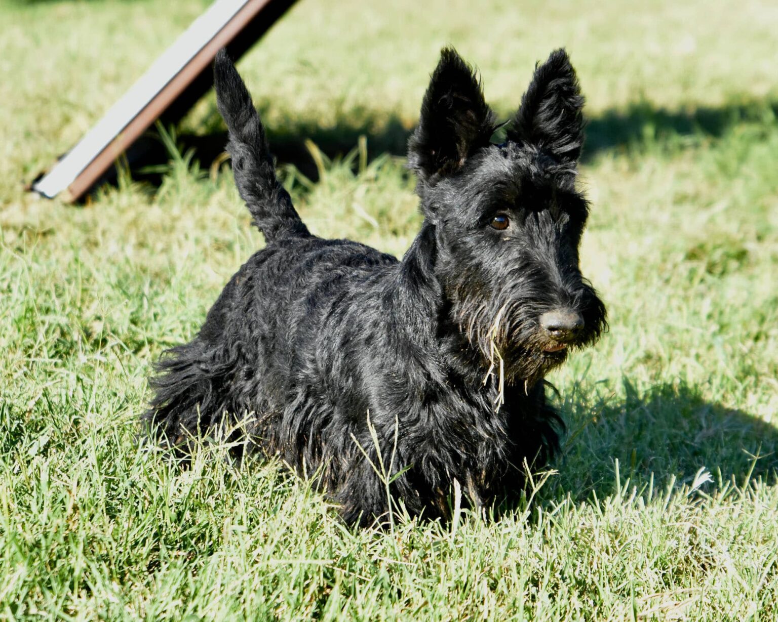 AKC Scottish Terrier Puppies For Sale & Breeders in Texas by Brister