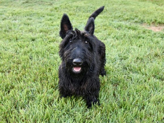 A black Scottish Terrier stands on green grass, looking up with its mouth open and one ear perked.