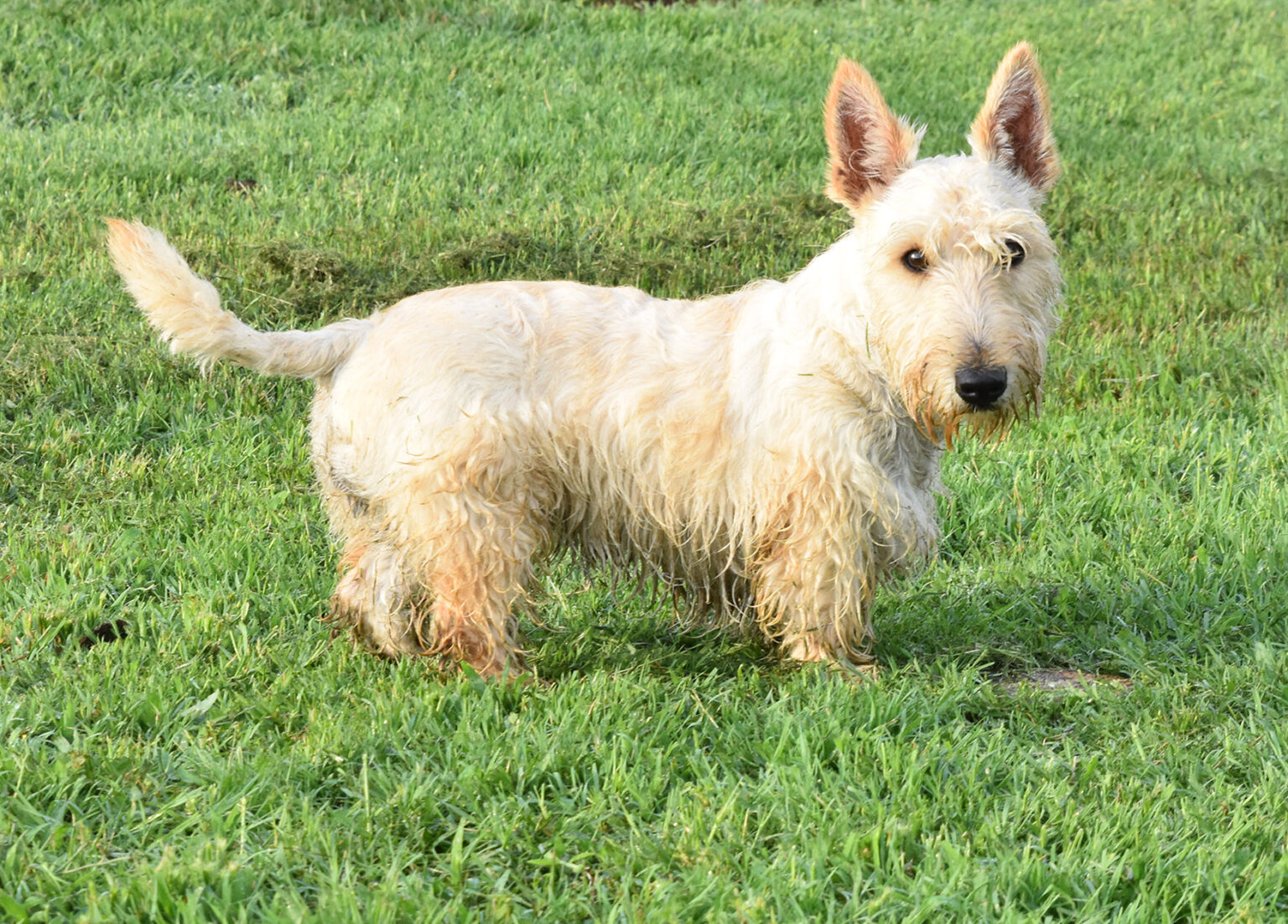 AKC Scottish Terrier Puppies For Sale & Breeders in Texas by Brister