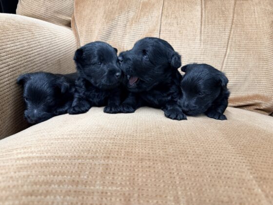 Four small black puppies sit closely together on a tan corduroy chair, facing forward.