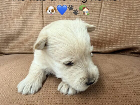 Small light-colored puppy lying on a brown couch with text above: “He has a loving home!” and related emojis.