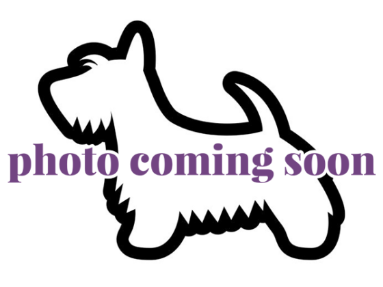 Outline of a Scottish Terrier dog with the text “photo coming soon” overlaid in purple letters.