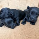Black Females 8.19.26