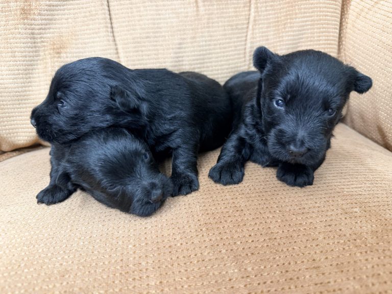 Black Females 8.19.26