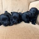 Four black Scottish terrier puppies in chair