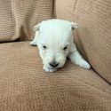 Wheaten Female 8.19.26