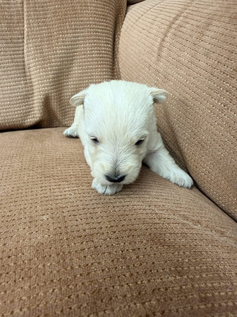 Wheaten Female 8.19.26