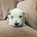 Male Wheaten puppy on chair
