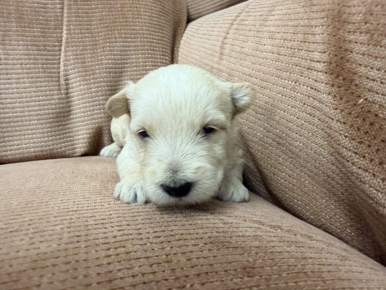 Wheaten Male 8.19.26