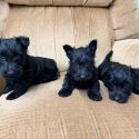 Black Females 8.19.26