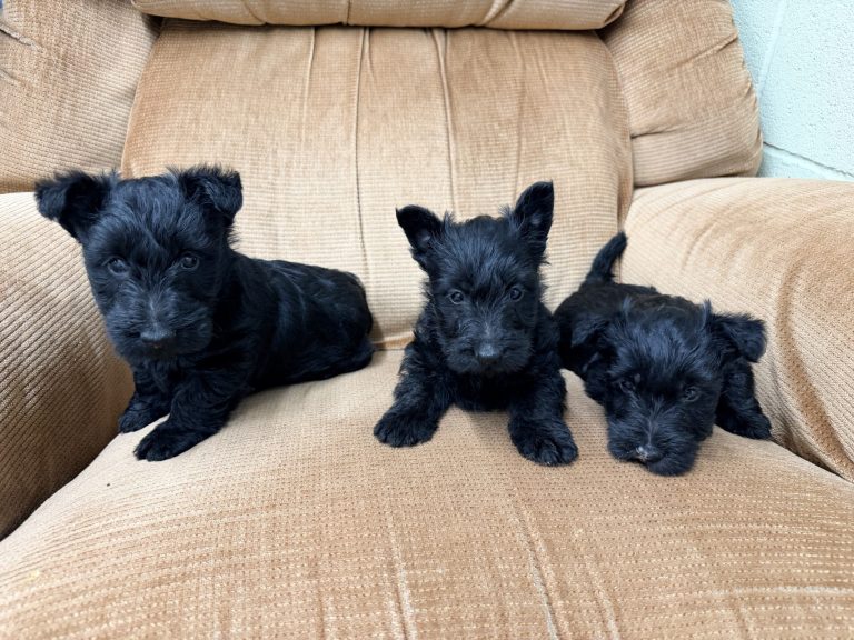 Black Females 8.19.26