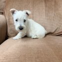 Wheaten Female 8.19.26