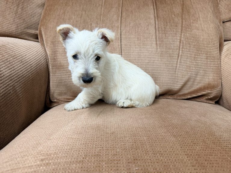 Wheaten Female 8.19.26