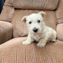 Wheaten Male 8.19.26