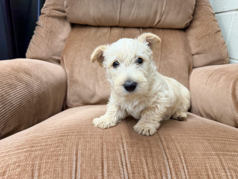 Wheaten Male 8.19.26