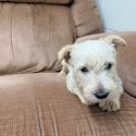 Wheaten Male 8.19.26