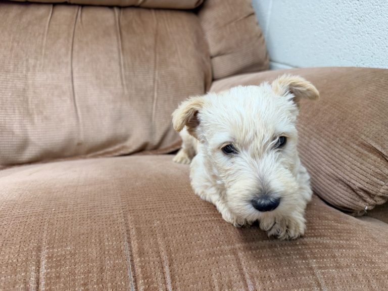 Wheaten Male 8.19.26